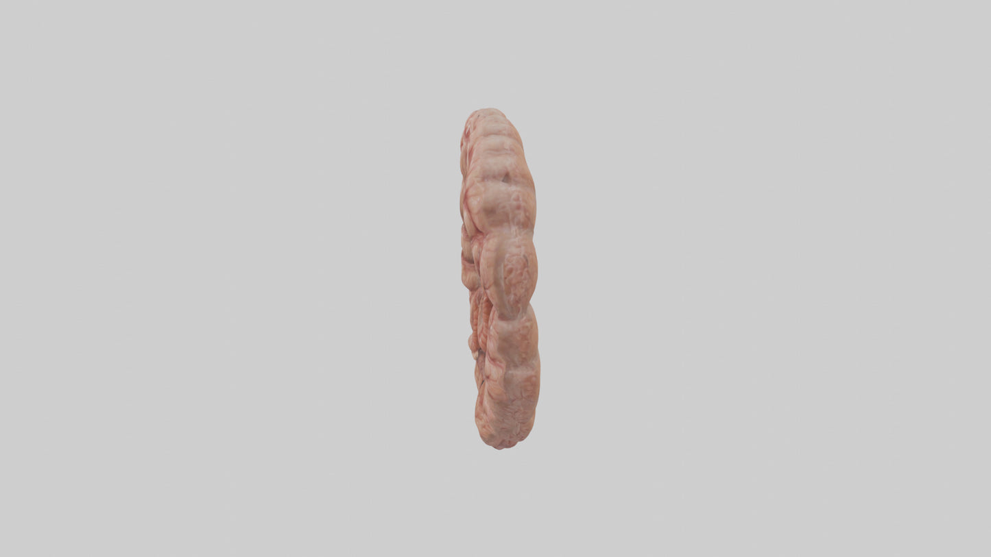 Falcon Large Intestine 3D model