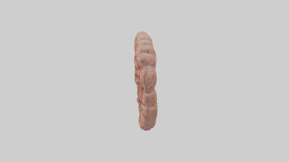 Falcon Large Intestine 3D model