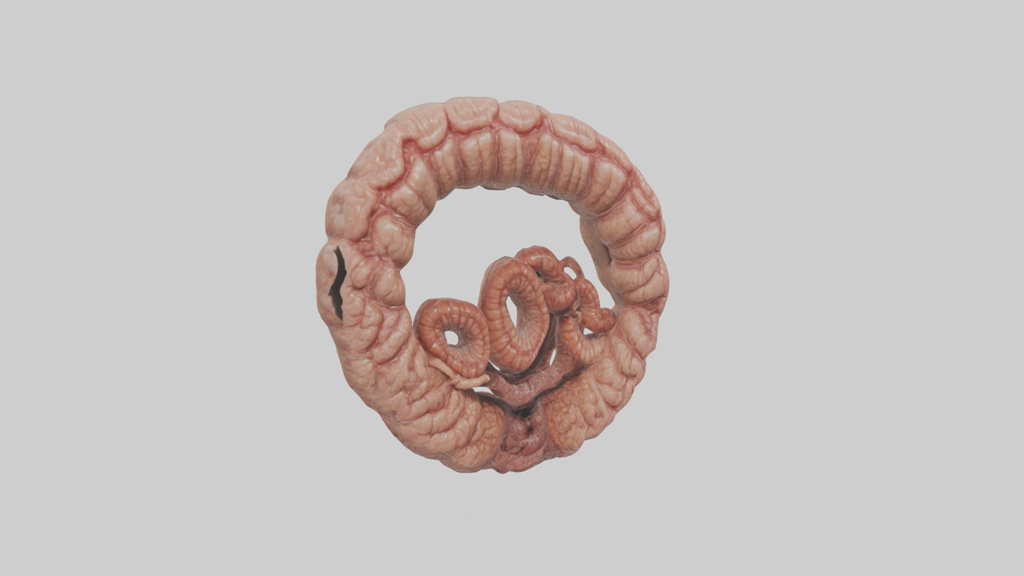 Falcon Large Intestine 3D model