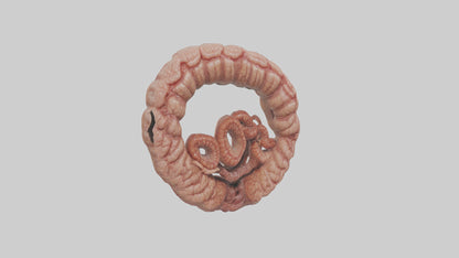 Falcon Large Intestine 3D model