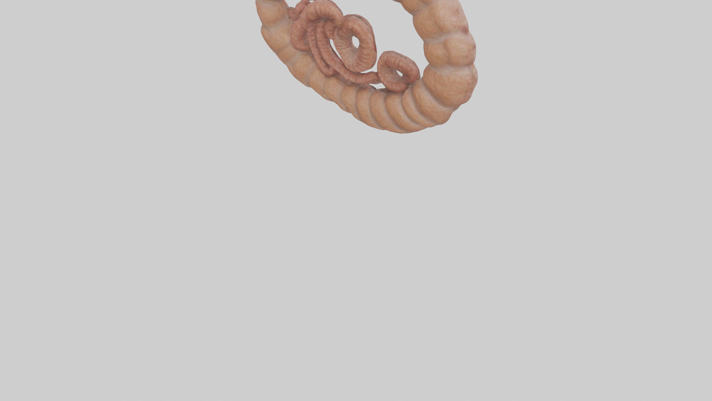 Falcon Large Intestine 3D model