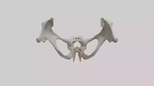3D model Falcon Pelvis VR / AR / low-poly