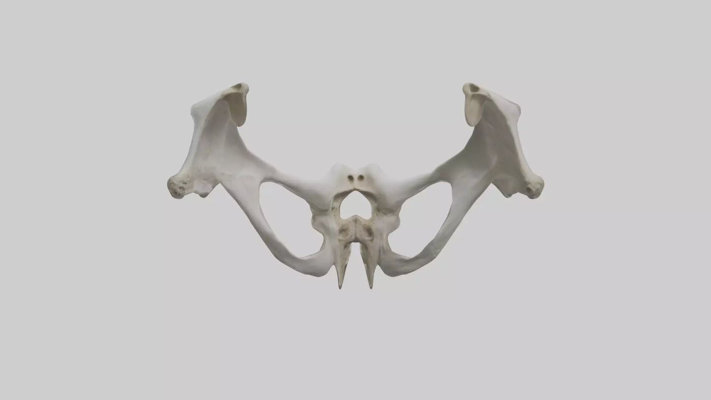 3D model Falcon Pelvis VR / AR / low-poly