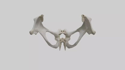 3D model Falcon Pelvis VR / AR / low-poly