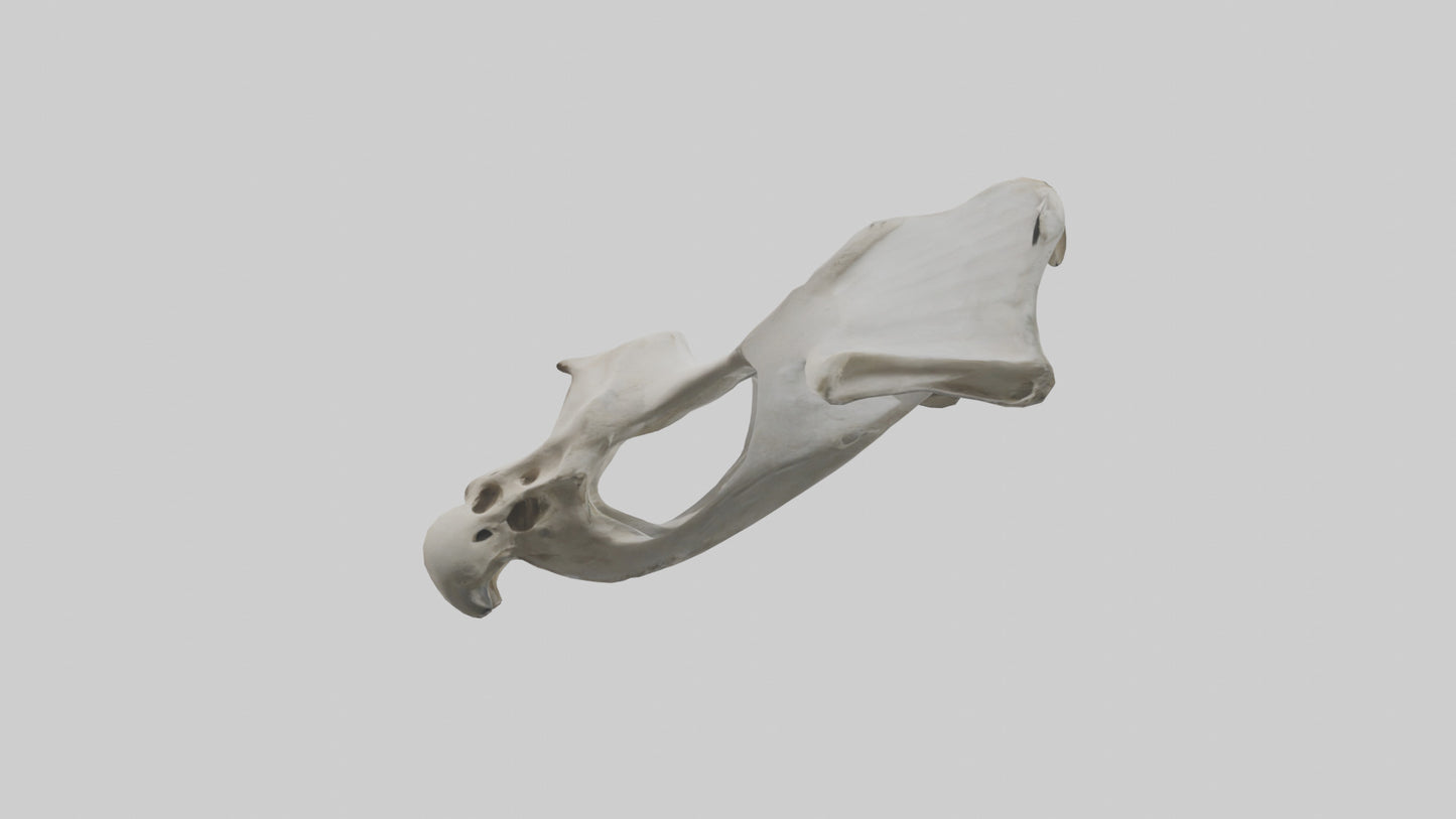 3D model Falcon Pelvis VR / AR / low-poly