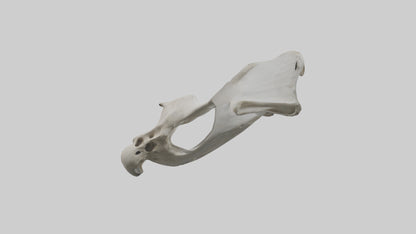 3D model Falcon Pelvis VR / AR / low-poly