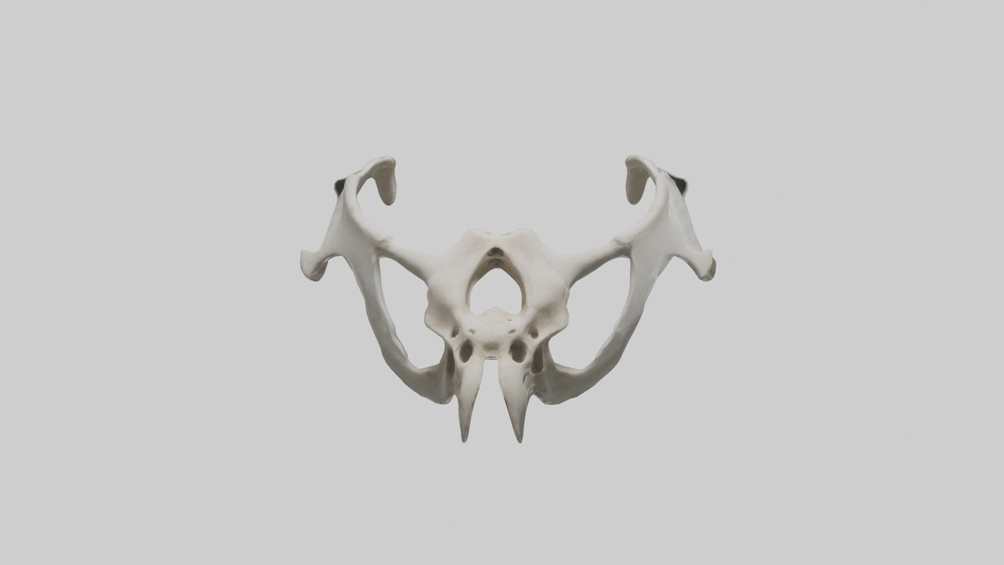 3D model Falcon Pelvis VR / AR / low-poly