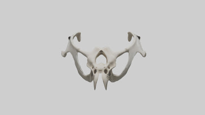 3D model Falcon Pelvis VR / AR / low-poly