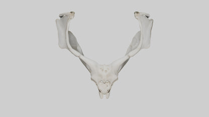 3D model Falcon Pelvis VR / AR / low-poly