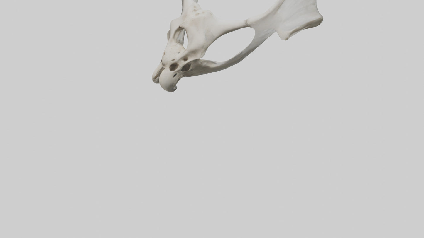 3D model Falcon Pelvis VR / AR / low-poly