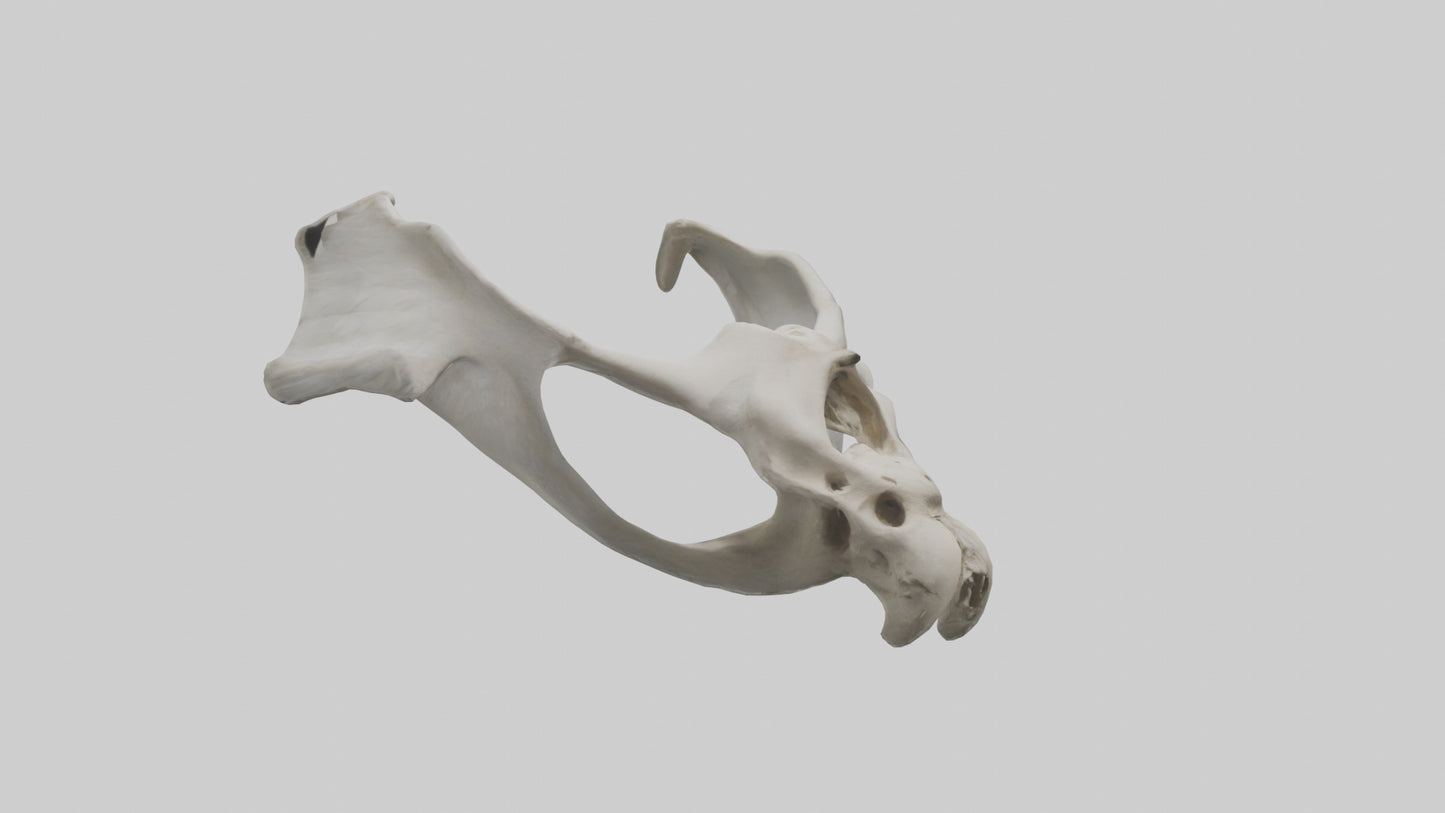 3D model Falcon Pelvis VR / AR / low-poly