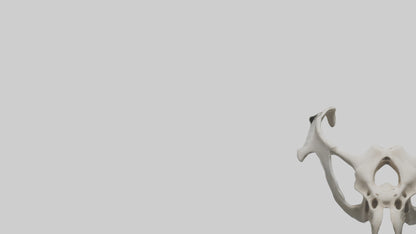 3D model Falcon Pelvis VR / AR / low-poly