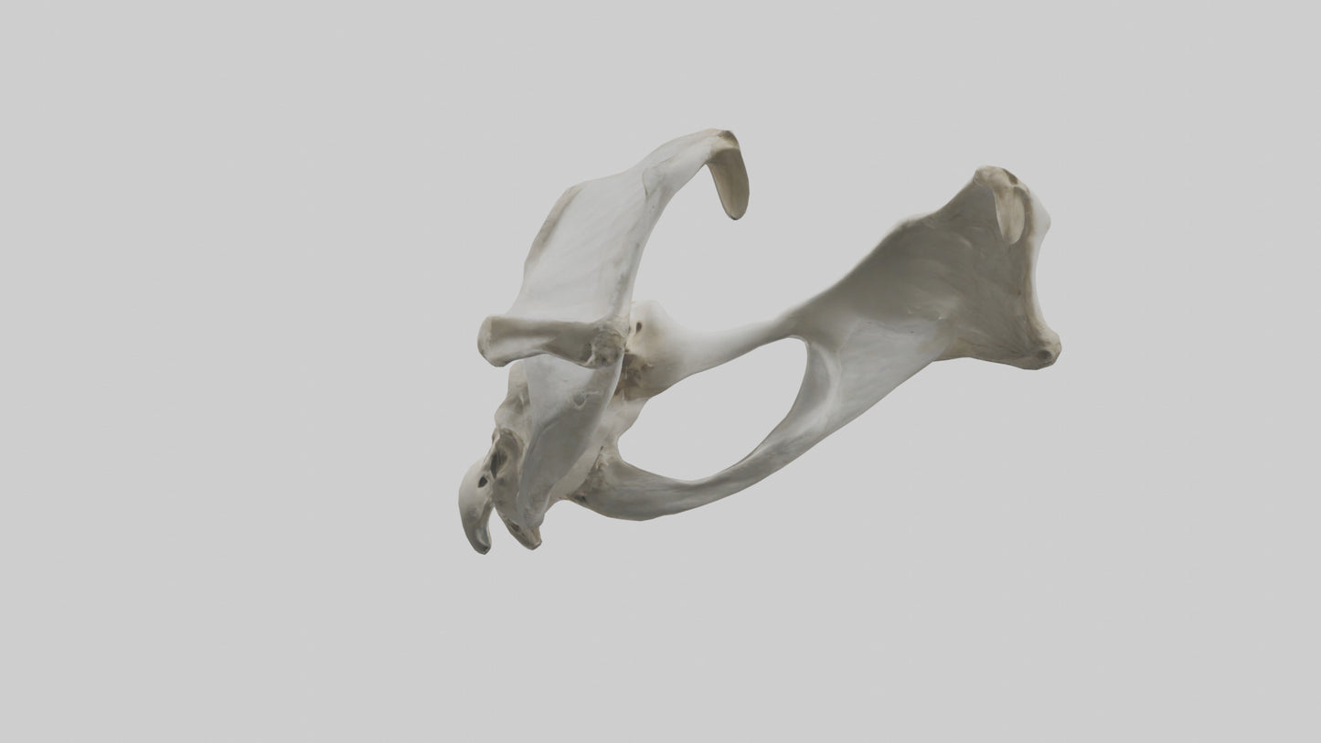 3D model Falcon Pelvis VR / AR / low-poly