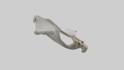 3D model Falcon Pelvis VR / AR / low-poly