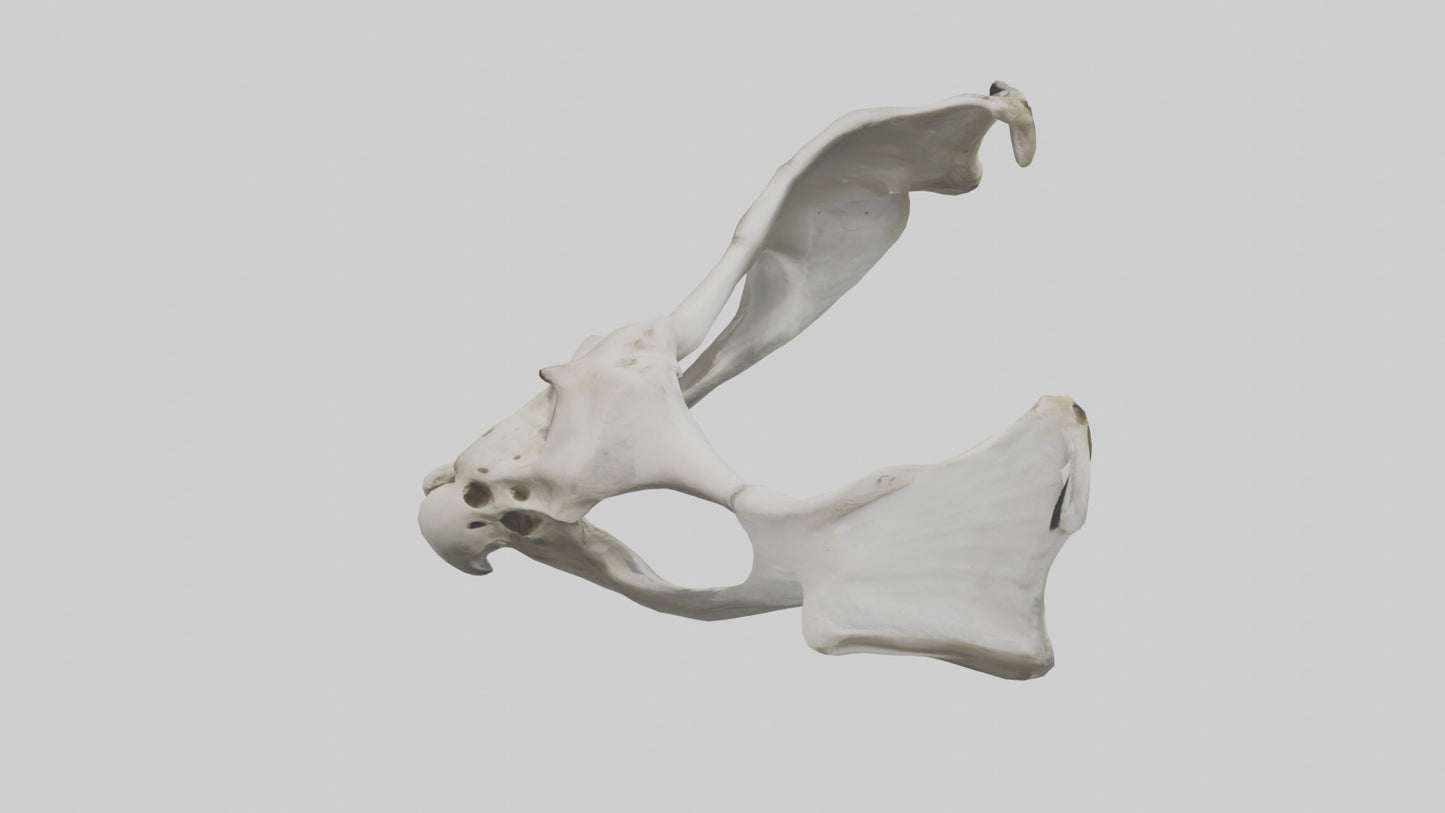 3D model Falcon Pelvis VR / AR / low-poly