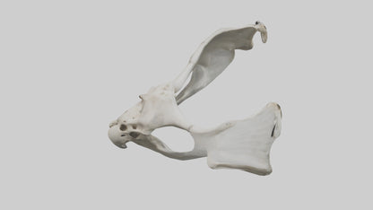 3D model Falcon Pelvis VR / AR / low-poly