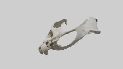 3D model Falcon Pelvis VR / AR / low-poly