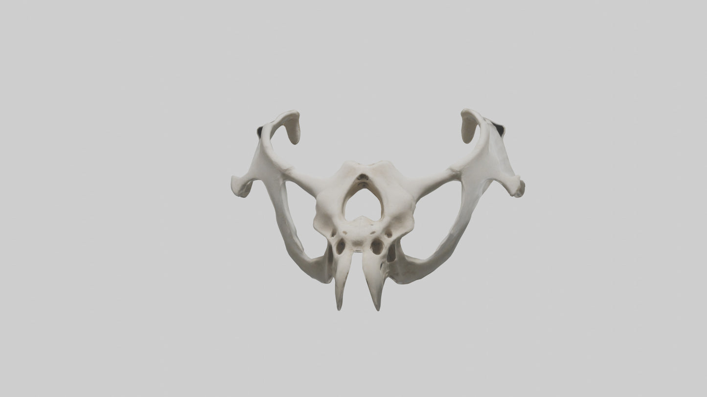 3D model Falcon Pelvis VR / AR / low-poly