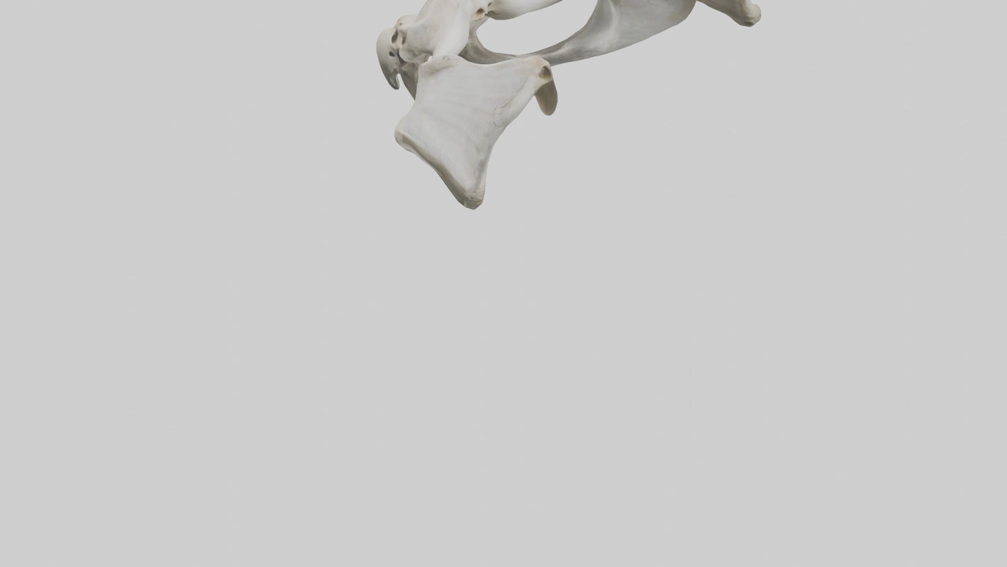3D model Falcon Pelvis VR / AR / low-poly