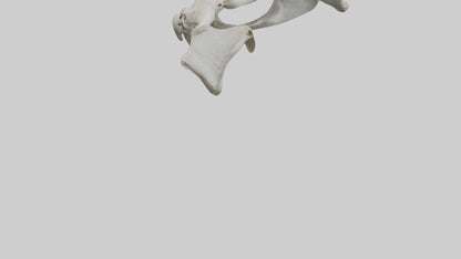 3D model Falcon Pelvis VR / AR / low-poly