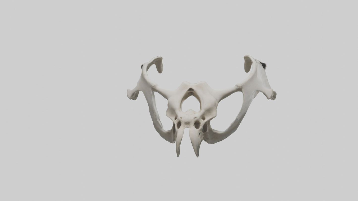 3D model Falcon Pelvis VR / AR / low-poly