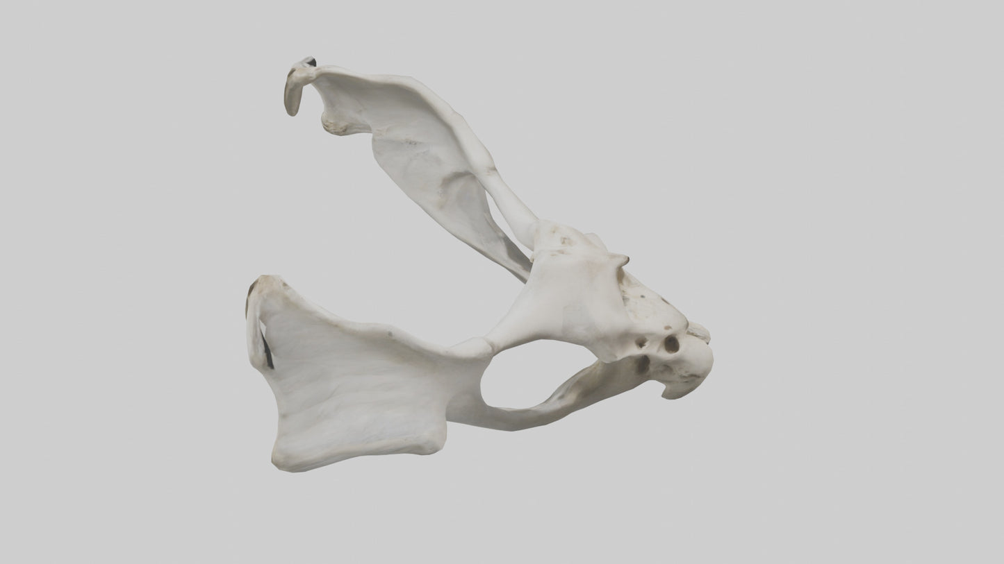 3D model Falcon Pelvis VR / AR / low-poly