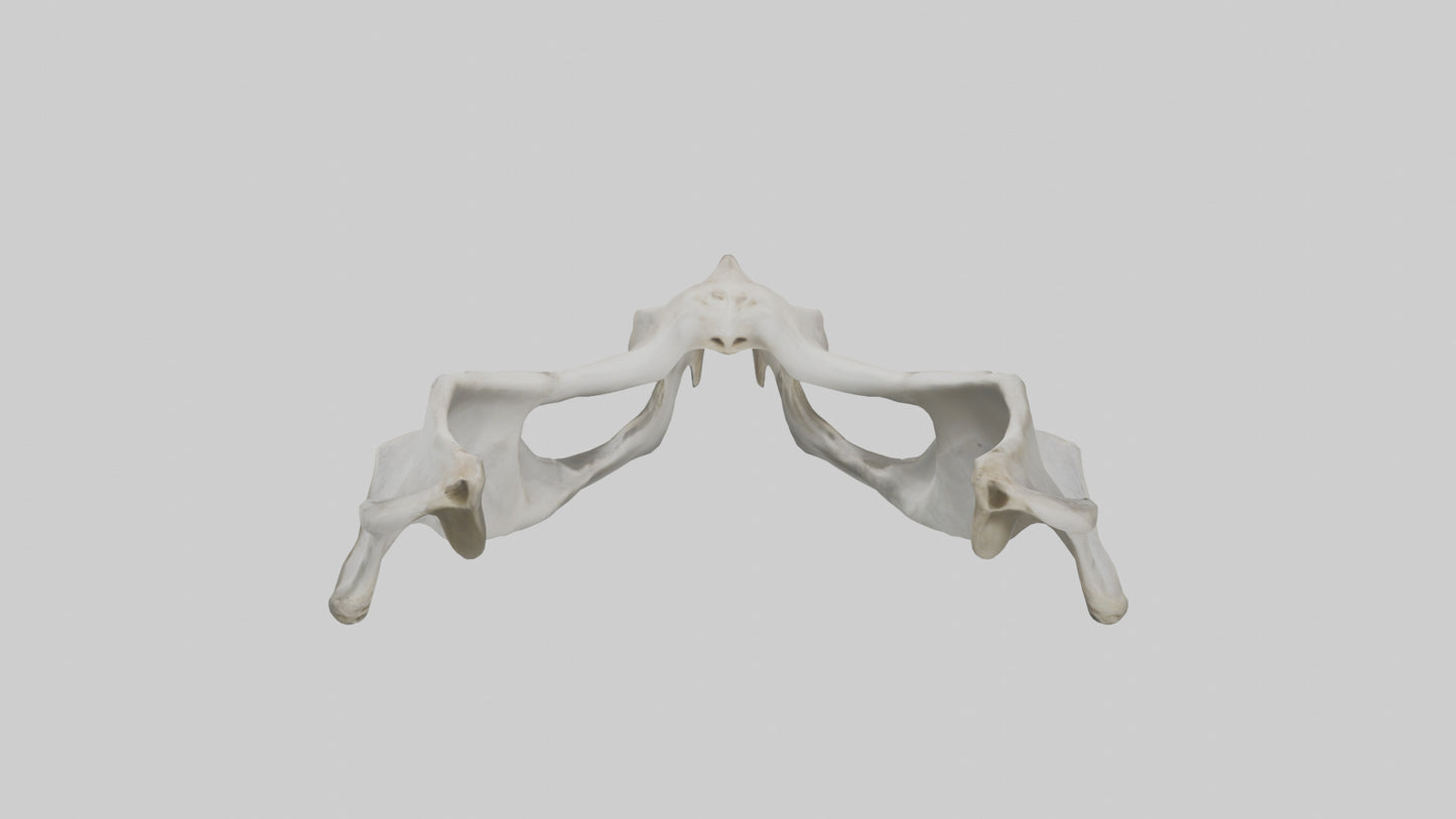 3D model Falcon Pelvis VR / AR / low-poly