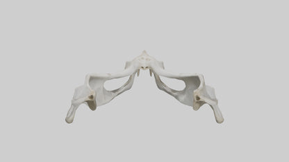 3D model Falcon Pelvis VR / AR / low-poly