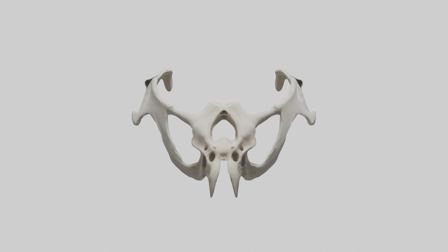 3D model Falcon Pelvis VR / AR / low-poly