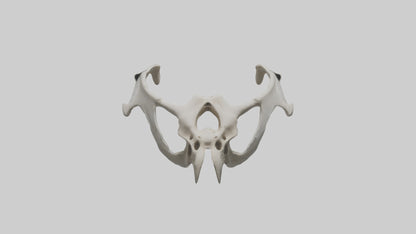3D model Falcon Pelvis VR / AR / low-poly