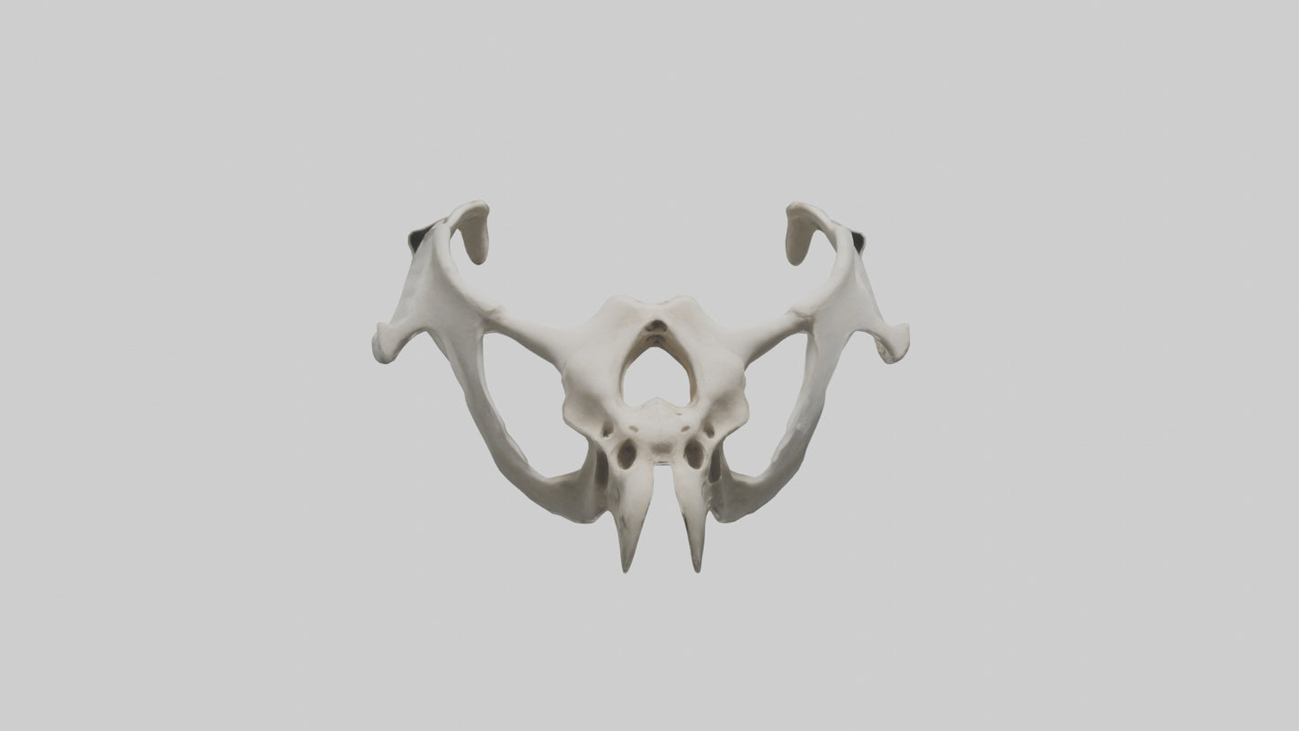 3D model Falcon Pelvis VR / AR / low-poly