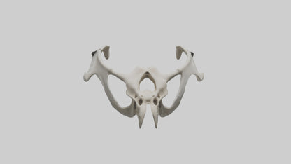 3D model Falcon Pelvis VR / AR / low-poly