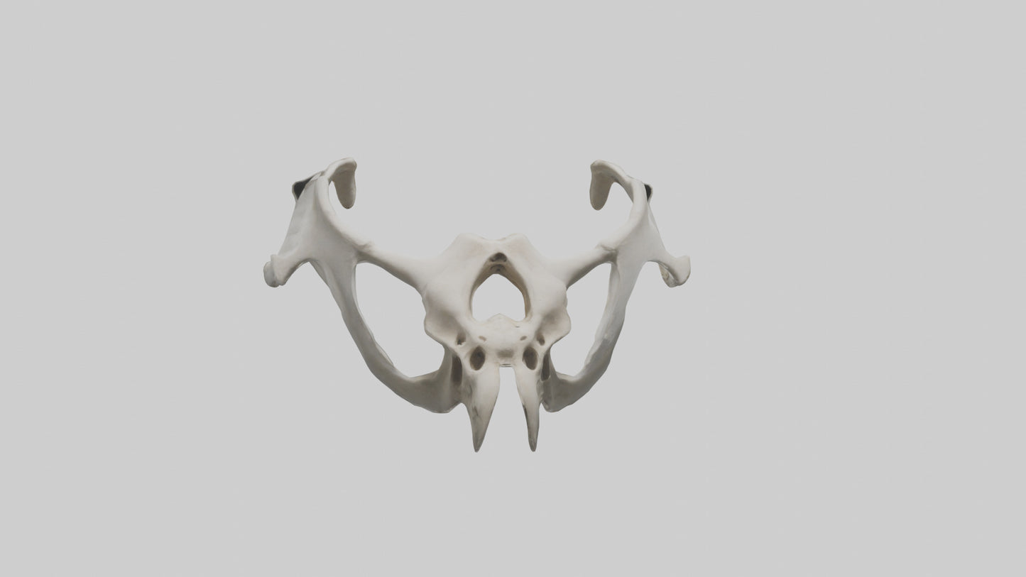 3D model Falcon Pelvis VR / AR / low-poly