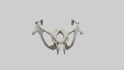 3D model Falcon Pelvis VR / AR / low-poly
