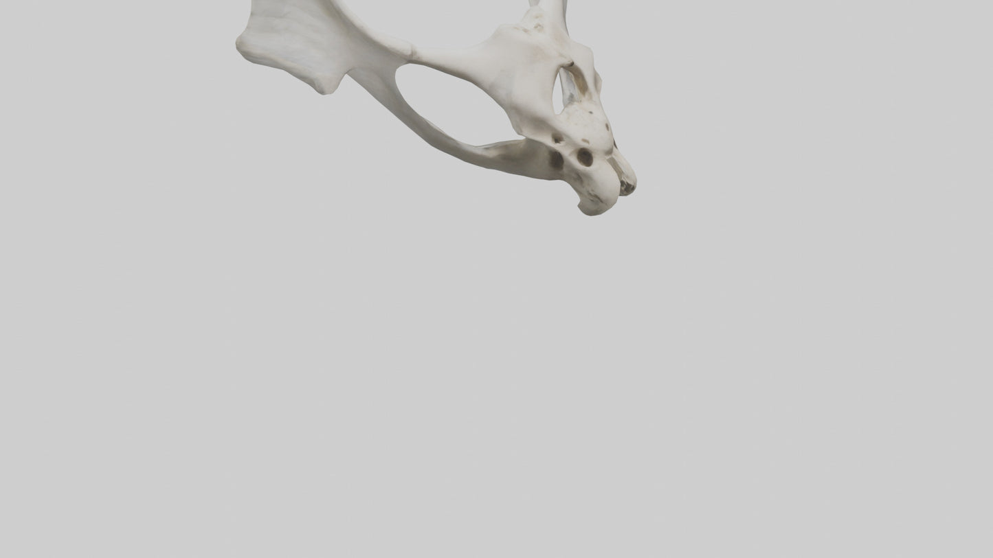 3D model Falcon Pelvis VR / AR / low-poly