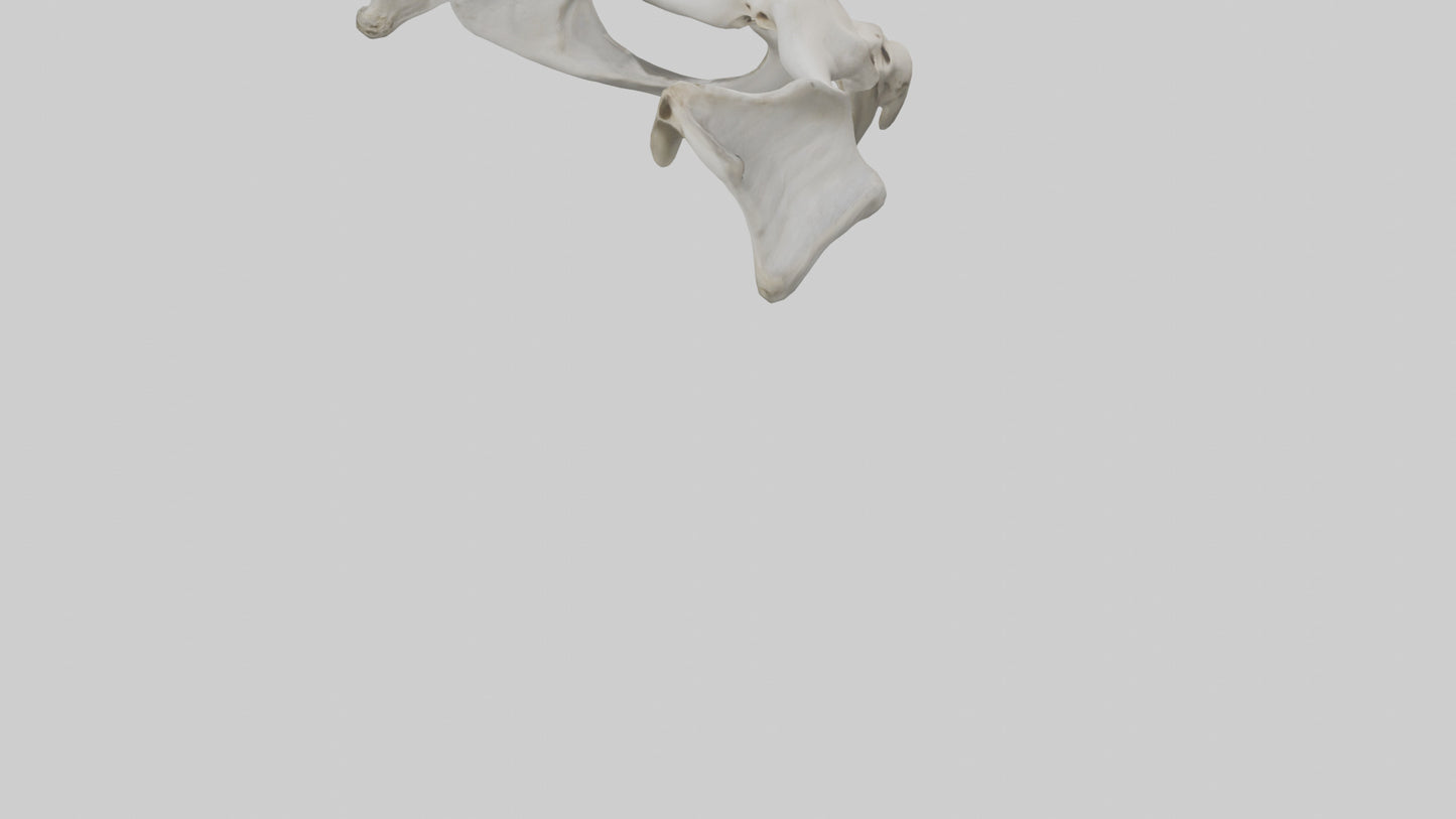 3D model Falcon Pelvis VR / AR / low-poly