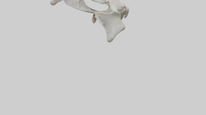 3D model Falcon Pelvis VR / AR / low-poly