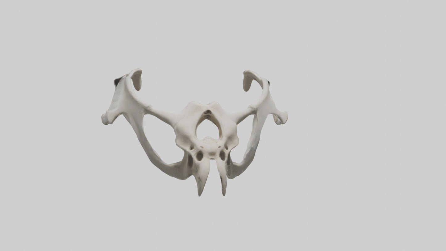 3D model Falcon Pelvis VR / AR / low-poly