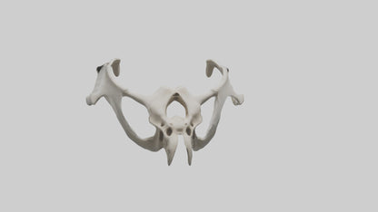 3D model Falcon Pelvis VR / AR / low-poly