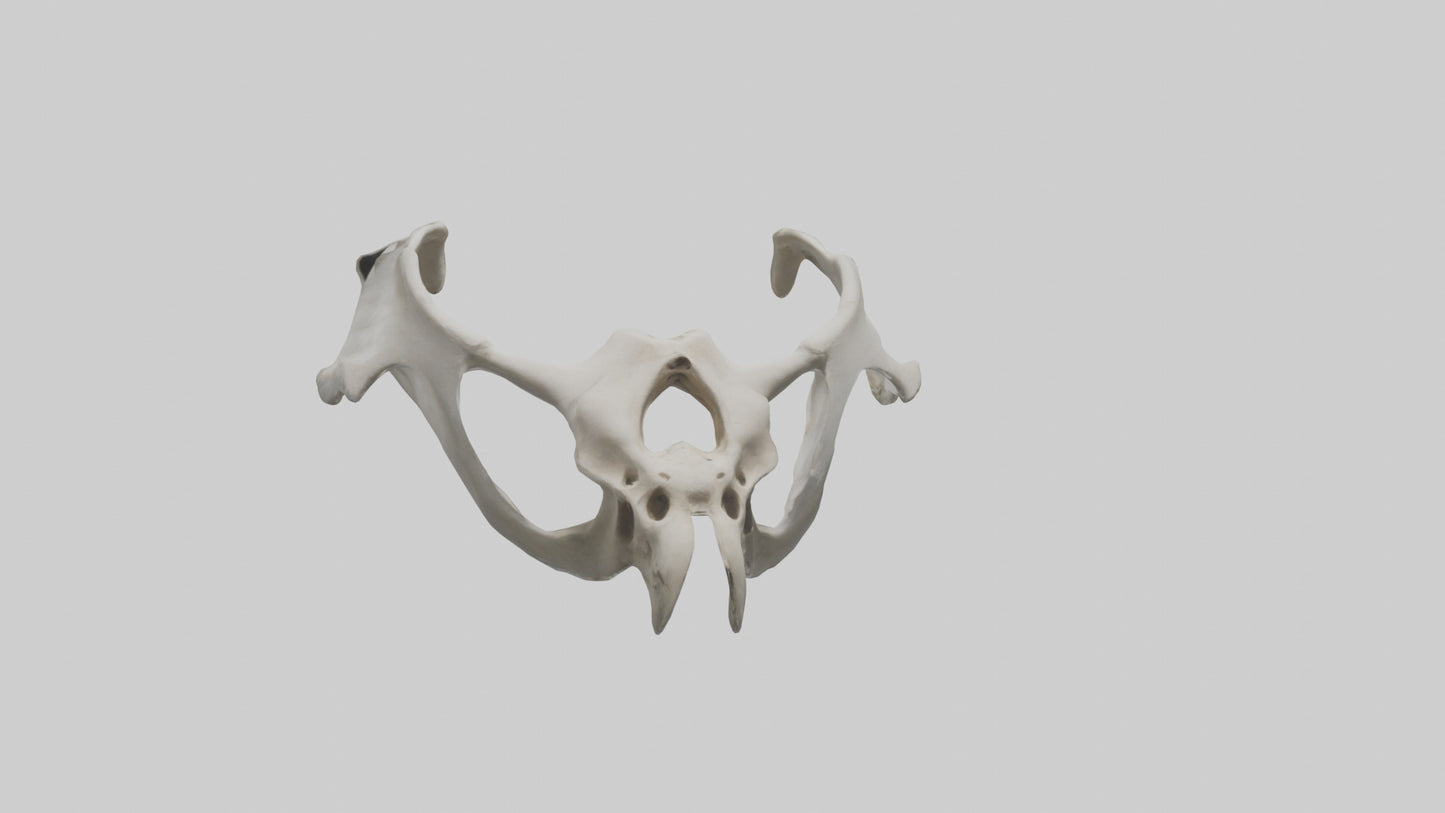 3D model Falcon Pelvis VR / AR / low-poly