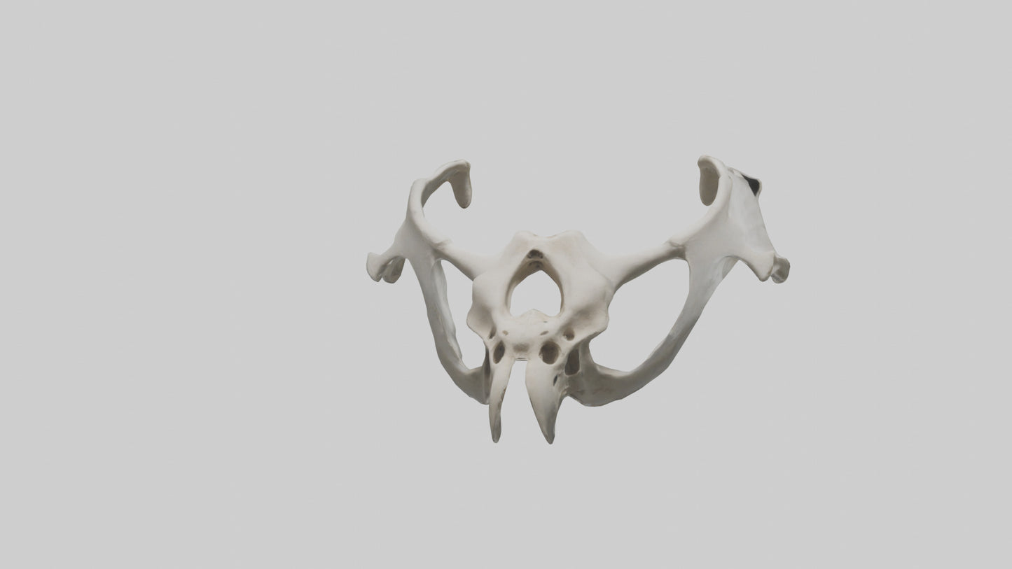 3D model Falcon Pelvis VR / AR / low-poly