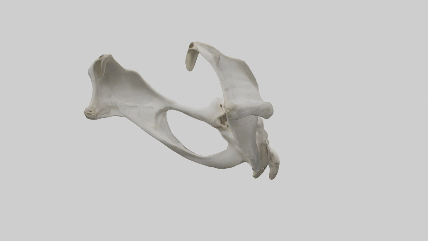 3D model Falcon Pelvis VR / AR / low-poly
