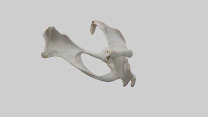 3D model Falcon Pelvis VR / AR / low-poly