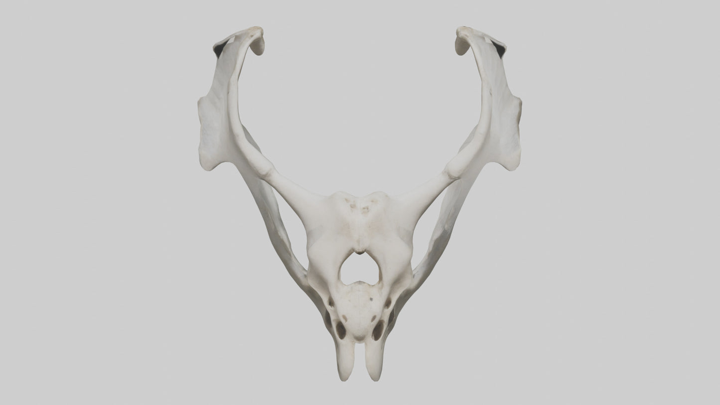 3D model Falcon Pelvis VR / AR / low-poly