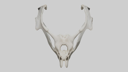 3D model Falcon Pelvis VR / AR / low-poly