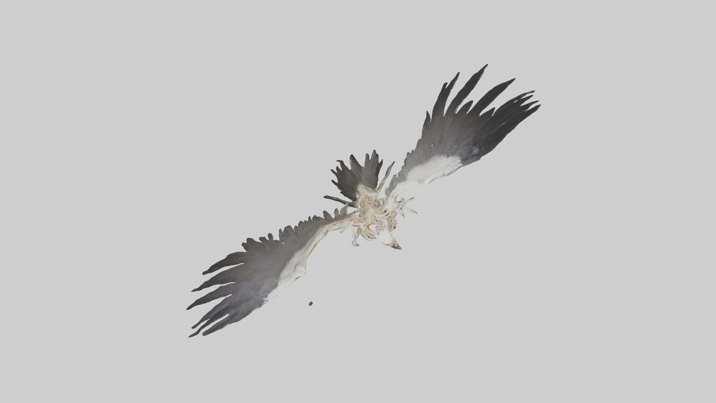 Falcon Skeleton model 3D model