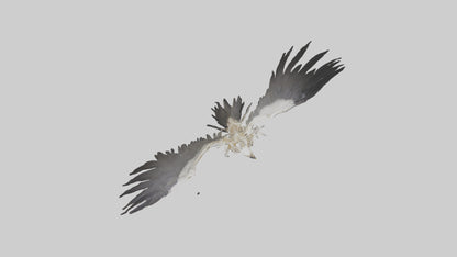 Falcon Skeleton model 3D model