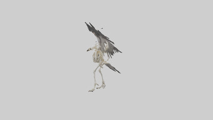 Falcon Skeleton model 3D model