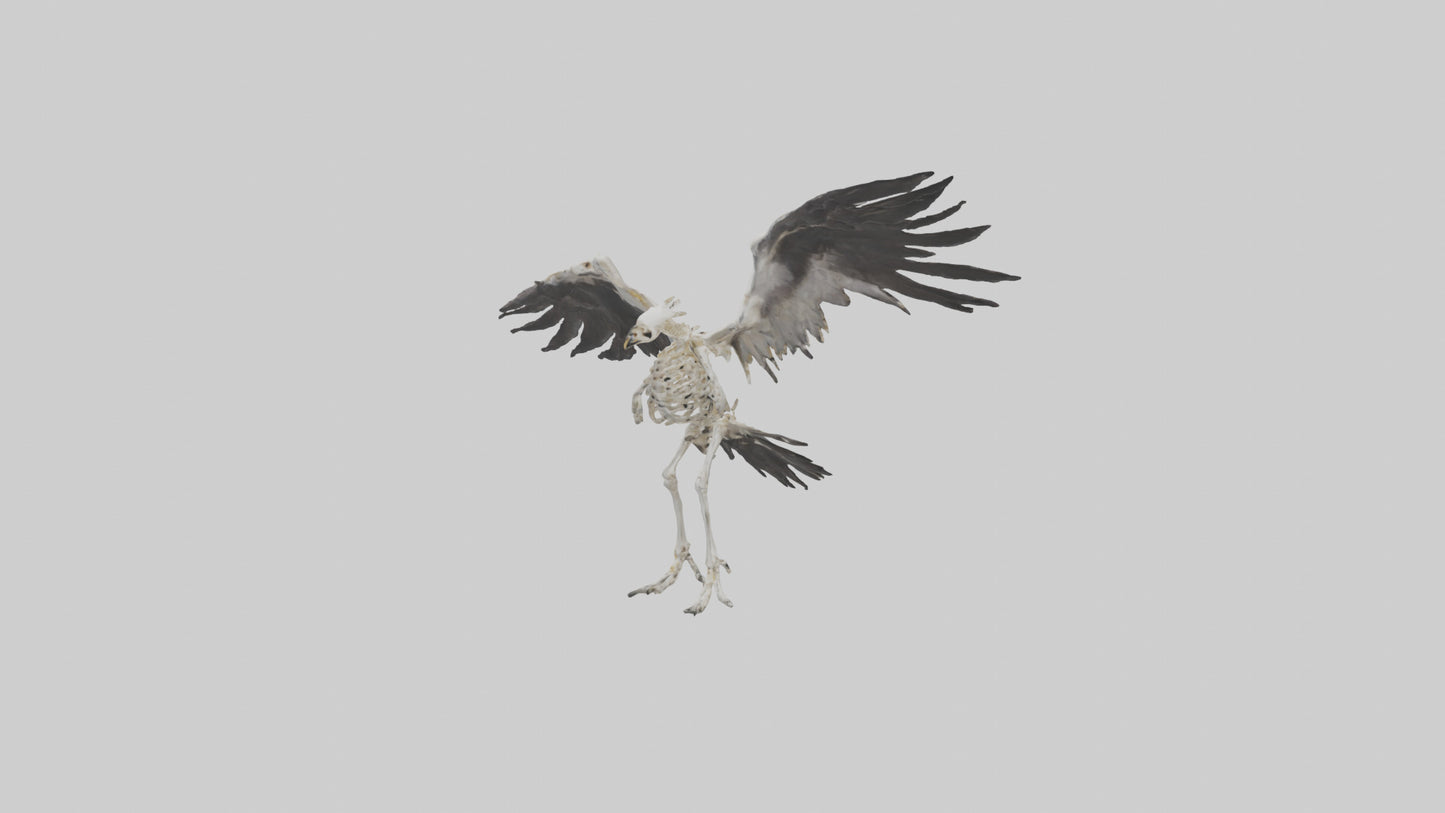 Falcon Skeleton model 3D model