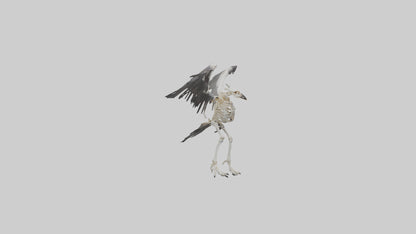 Falcon Skeleton model 3D model